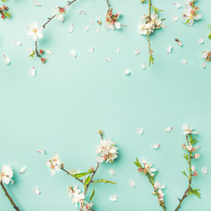 Spring floral background with almond blossom flowers  square crop
