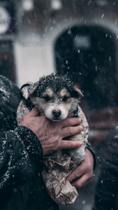 Grandpa saves the dog in winter