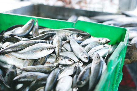 Sardines for sale in container