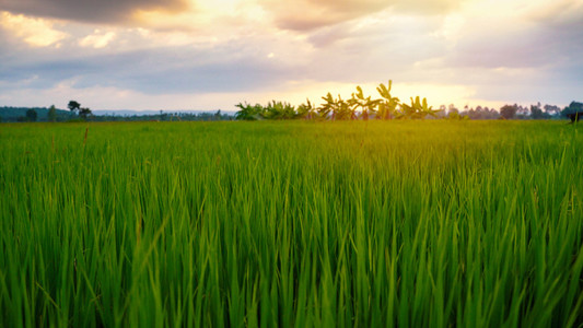 Beautiful paddy field rice with sunset
