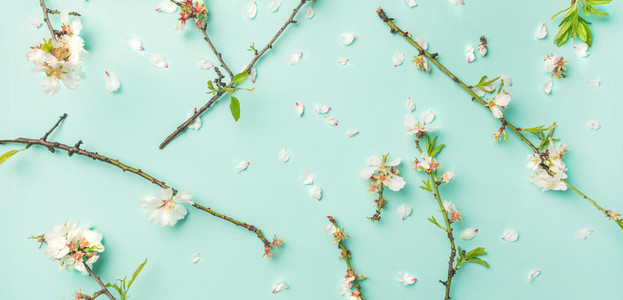 Spring floral background with white almond flowers over blue background