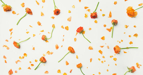 Flat lay of orange buttercup flowers over white background  wide composition