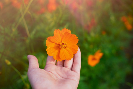 Hand holding orange flower