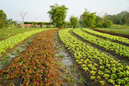 Landscape of organic vegetables