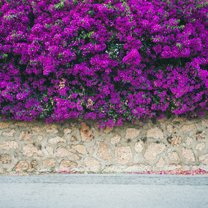 Wall covered with purple Bougainvillea