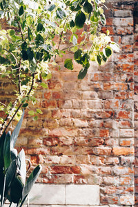 Old brick wall background with plant Vertical orientation
