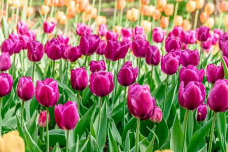 Full frame pink tulips spring background in a garden  The concept of bloom of nature