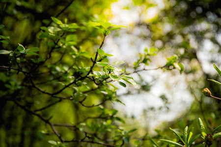 Beautiful Nature background  Growing foliage of a tree in sun rays in a forest