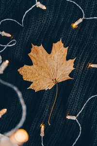 Dried maple leaf on a warm sweater surrounded festoon lights  Cozy fall or winter flat lay  top view