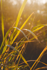 Dry reeds in the rays of sunset in a forest  Beautiful nature photography