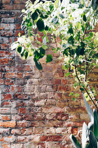 Old brick wall background with plant Vertical orientation