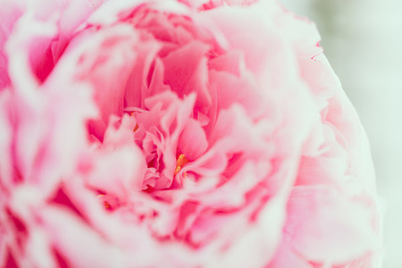 Macro photography of pink peony  The concept of Nature beauty and blossom