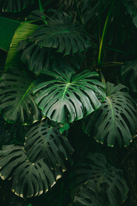 Monstera palm leaves background  The concept of tropics nature