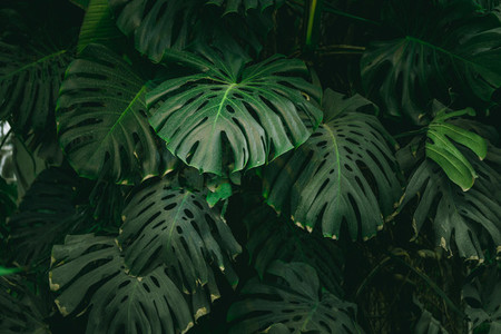 Monstera palm leaves background  The concept of tropics nature