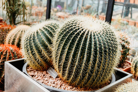 Close up view of two big Echino grusonii cacti in a greenhouse