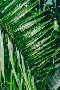Close up view of palm leaf in a tropical garden