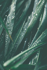 Macro photography of wet grass after rain  Moody toned