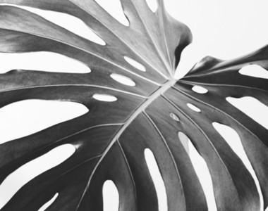 Close up of the monstera leaf  Abstract composition