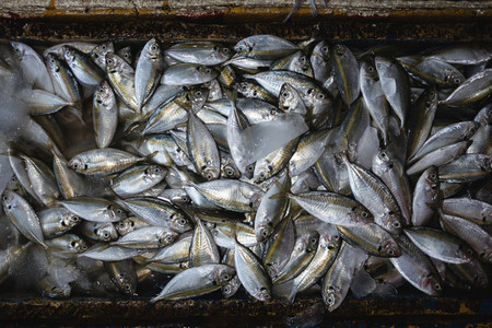 Aerial shot of fish at market
