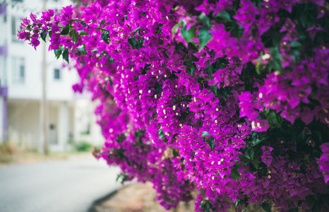 Wall covered with purple Bougainvillea  Purple blooming Bougainvillea tree flowers
