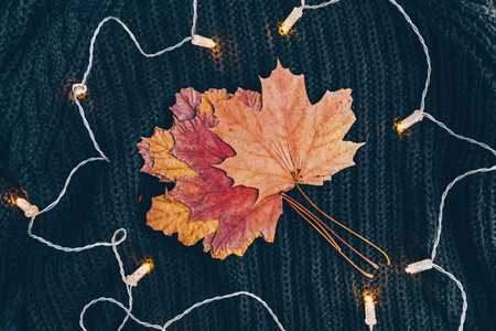 Dried maple leaf on a warm sweater surrounded festoon lights Cozy fall or winter flat lay top view