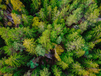 Top down aerial drone image of a forest