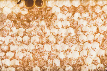 Golden Bee honeycomb texture  wallpaper or background  horizontal composition