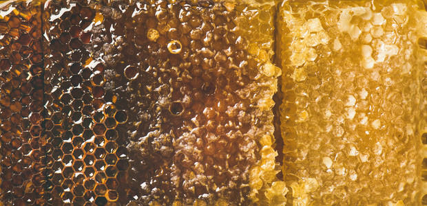 Bee honeycomb texture  wallpaper and background  top view