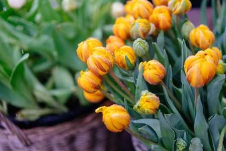 Yellow tulips with green leaves Spring flowers closeup