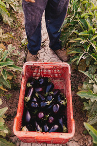 Young farmer man with a eggplants crate on the land