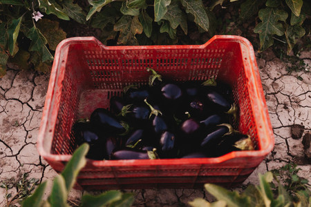Foreground crate of eggplants over the land among plants