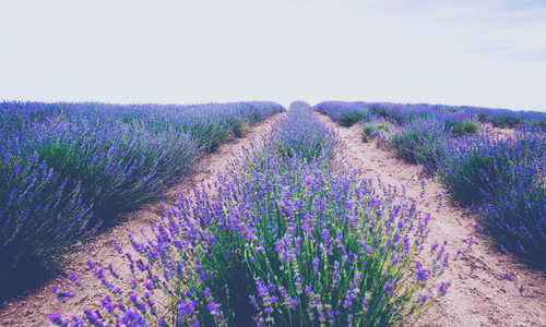 Beautiful lavender fields in bloom