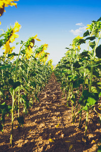 Sunflower field crops in a sunny day