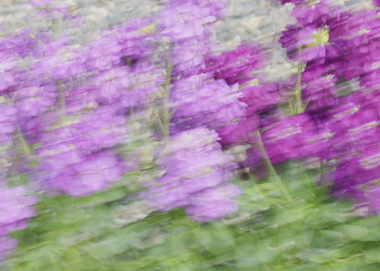 Blurred purple flowers 01