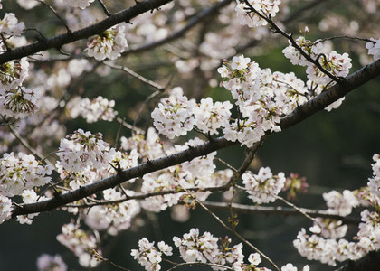 Close up pink cherry blossom tree in bloom 01