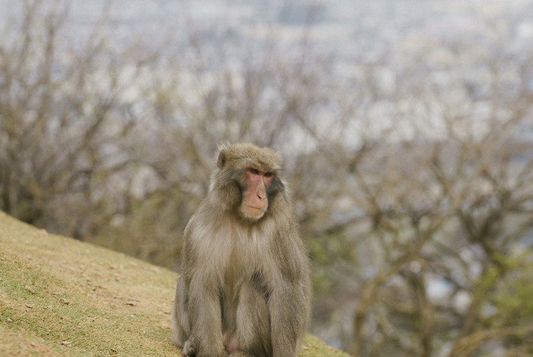 Japanese macaque on hillside #01