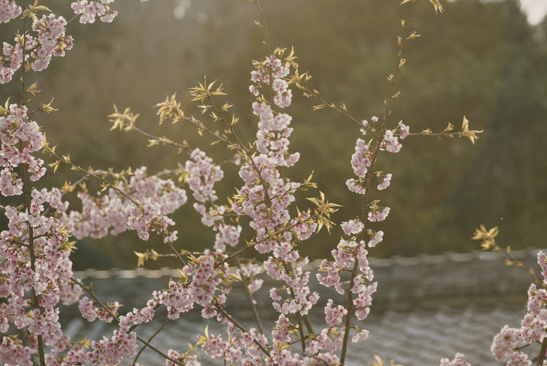 Pink cherry blossom tree in bloom Kyoto #01