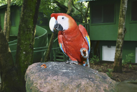 Portrait tropical red parrot on rocks 01