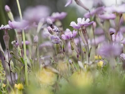 Purple flowers 01