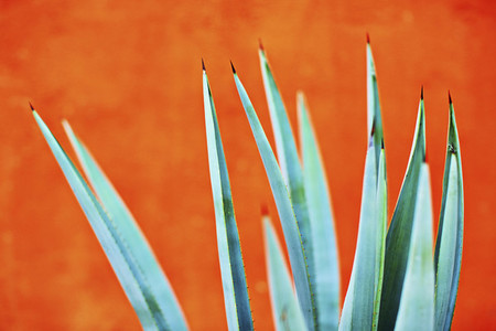 Green agave plant against bright orange wall 01