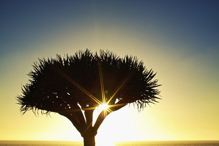Sunburst shining behind silhouette of tree 01