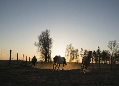 Horses running in idyllic pasture at sunset 01