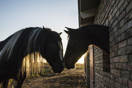 Affectionate horses face to face at barn window 01