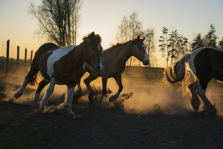 Horses running in idyllic pasture at sunset 01