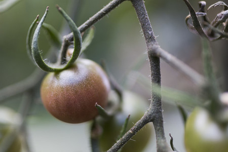 Close up tomato ripening on vine 01