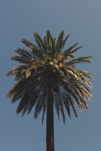 Tall palm tree against sunny blue sky 01