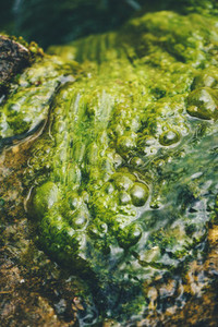 Disgusting rotten algae in water texture