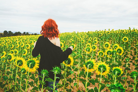 Back view of a redhead young woman in a field of sunflowers