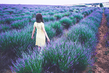 Back view of a young woman in a field of lavender