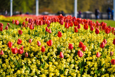 Red tulips near Buckingham Palace in London